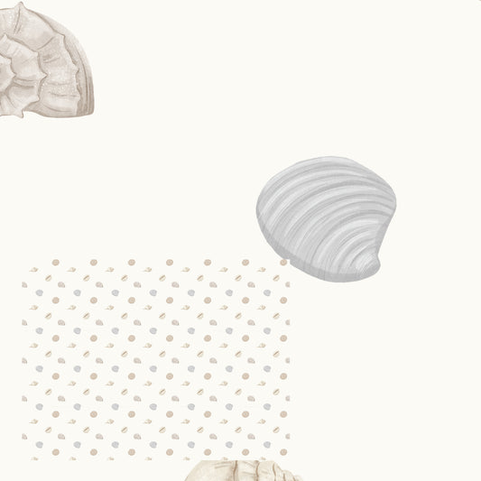 Assorted Seashells