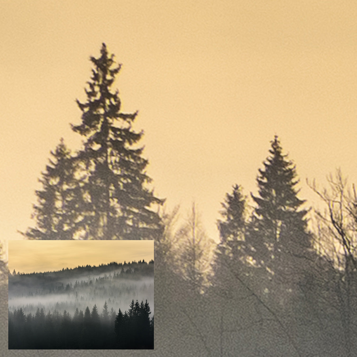 Forest Dawn
