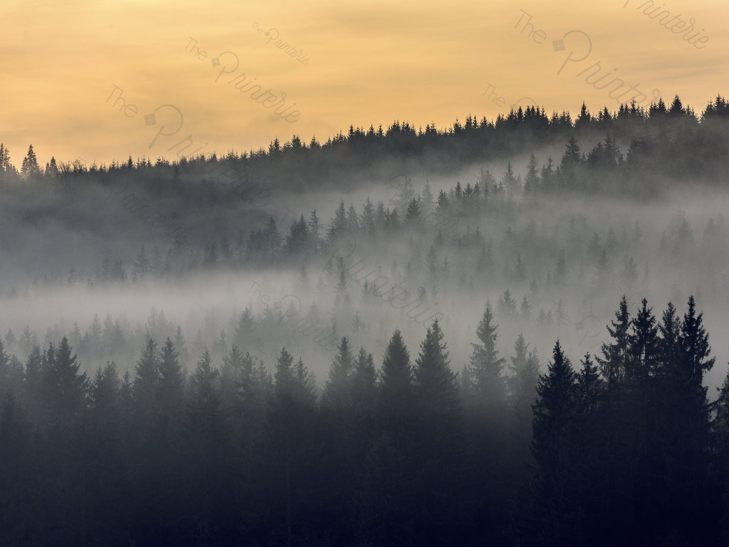 Forest Dawn