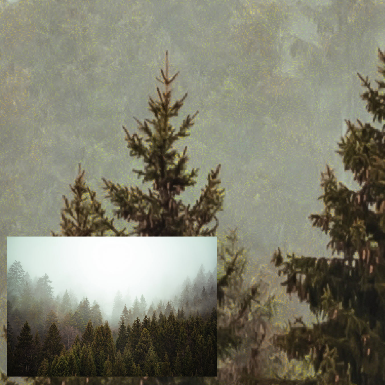 Foggy Forest