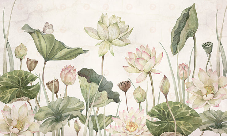 Lovely Water Lilies