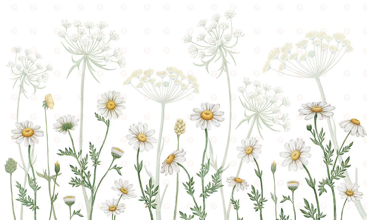 Fields of Daisies