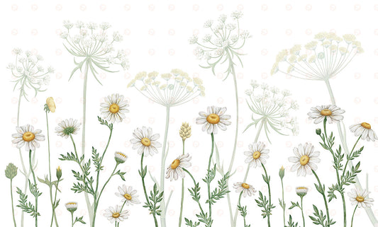 Fields of Daisies