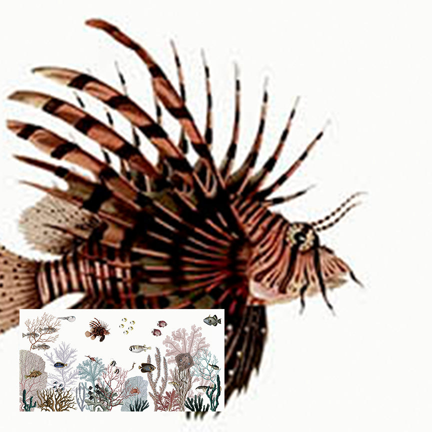 Roaring Reef | White