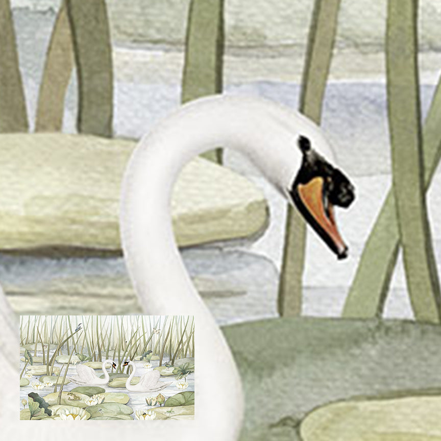 Spectacular Swans