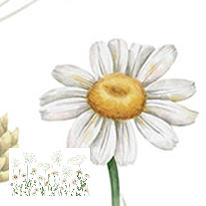 Fields of Daisies