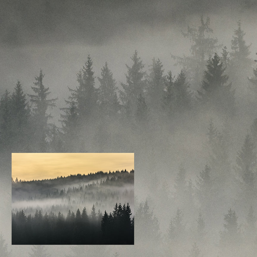 Forest Dawn