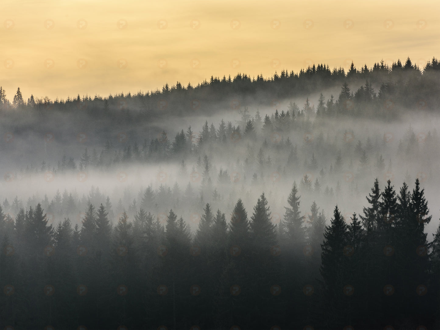 Forest Dawn