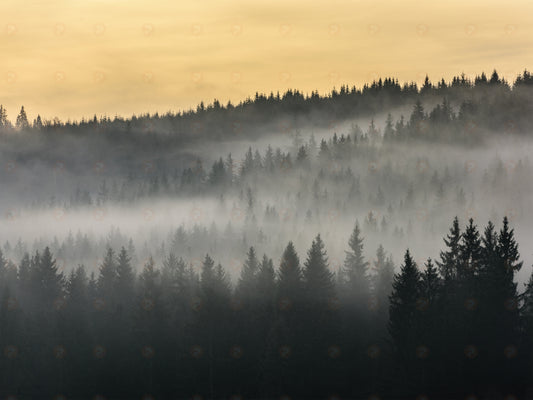 Forest Dawn