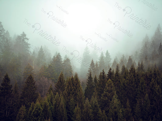 Foggy Forest Crop Proof
